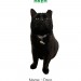 Black cat missing