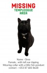 Black cat missing