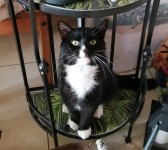 Lost Tom Cat, Black and White, Annscaul/Dingle/Tralee Area
