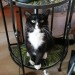 Lost Tom Cat, Black and White, Annscaul/Dingle/Tralee Area