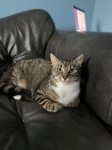 Lost female tabby cat Fr Russell Rd area of Raheen