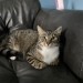 Lost female tabby cat Fr Russell Rd area of Raheen