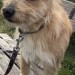 Ginger Scottish terrier lost in glenbeigh