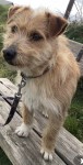 Ginger Scottish terrier lost in glenbeigh