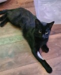 Lost Female black Cat
