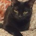 Female black cat missing Quaker Road