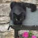 Missing fluffy black cat from the charleville area