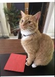 Ginger cat, Felix
