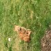 LOST/MISSING GINGER KITTEN in COOLEA/Cúil Aodha Area, Macroom, Co Cork
