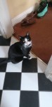 Black and White Tuxedo Cat lost in Ballintemple/Blackrock area Cork City.