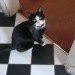 Black and White Tuxedo Cat lost in Ballintemple/Blackrock area Cork City.