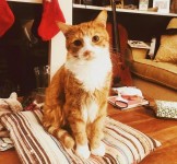 Male ginger cat – scotty – lost in castletroy Limerick