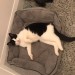 Black & white male cat, Twig missing in Crookstown.