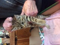 grey tabby kitten found near knockjames on east clare way 23 july
