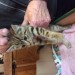 grey tabby kitten found near knockjames on east clare way 23 july