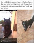 Female small black cat lost from Ballyduff, North Kerry area