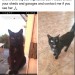 Female small black cat lost from Ballyduff, North Kerry area