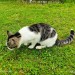 Lovely friendly black/grey/white tabby near Glantane/Lombardstown