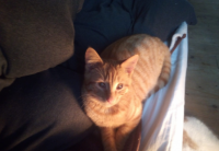Male ginger cat called gucci went missing from castletroy Limerick