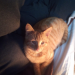 Male ginger cat called gucci went missing from castletroy Limerick
