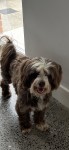 Male Tibetan Terrier found on Blackrock Road, Cork