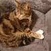 Coral – Female Taby cat lost in Cork city, Barrack street