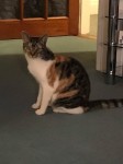 Missing cat in Mayorstone area (Limerick)