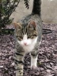Male  tabby cat (‘Sid) missing from Springwood, Kennel Hill Mallow since Tuesday 09/08/‘22 Family pet, microchipped,