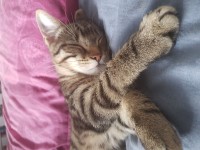 Lost young male tabby cat family pet from Fairhill Cork