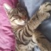Lost young male tabby cat family pet from Fairhill Cork