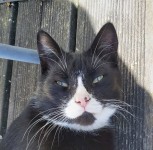 Young male black & white tuxedo cat found in Cork