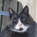 Young male black & white tuxedo cat found in Cork