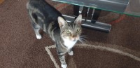 Female tabby cat lost in Dungarvan