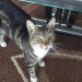 Female tabby cat lost in Dungarvan