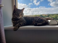 1 year old female grey tabby cat lost in Carrigaline