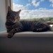 1 year old female grey tabby cat lost in Carrigaline