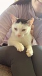 White & Black cat missing Minane Bridge