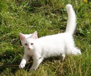 Pure WHITE young female cat lost in Cork.