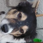 Friendly male  sheepdog found in Carker, Doneraile