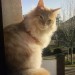 Maine Coon cat lost in Killeagh
