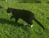 Elderly male cat lost in Blackrock area of Cork.