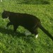 Elderly male cat lost in Blackrock area of Cork.
