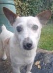 Jack Russell Terrier found Glanmire