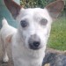 Jack Russell Terrier found Glanmire