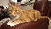 Marmalade/Ginger Tom Cat (neutered) in Myrtleville Crosshaven Co Cork