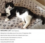 Missing Cat