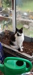 Black and white male cat missing from Midleton area