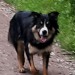 Lost Sheepdog called Toby in Youghal Area
