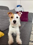 **Lost Dog Waterford City** Male Jack russell mix