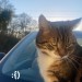 Male lost cat in Castlemaine